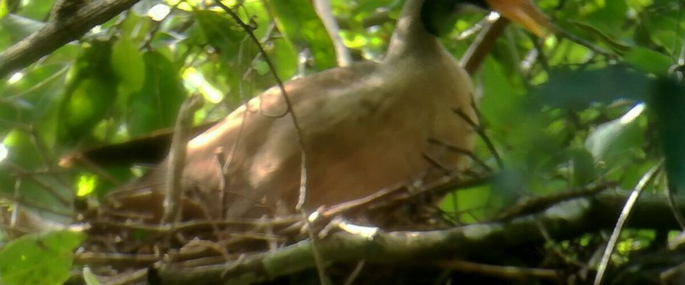 In this undated photo provided by Wildlife Conservation Society, a Masked Finfoot sits on a nest in Preah Vihear Province, Cambodia. The New York-based Wildlife Conservation Society said in a statement on Thursday, July 20, 2017 that its researchers,