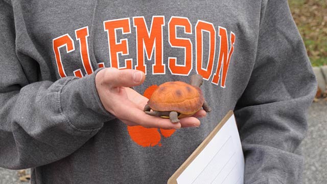 ap_clemson_turtle_ll_121227_wg.jpg