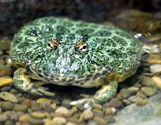 apg_ornate_horned_080425_ssh.jpg