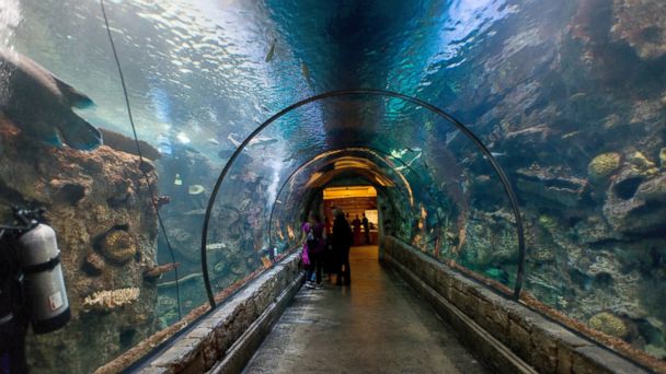 7 Hotels With Awe-Inspiring Aquariums - ABC News