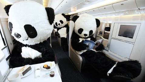 Giant 'Pandas' Fly on BA - ABC News