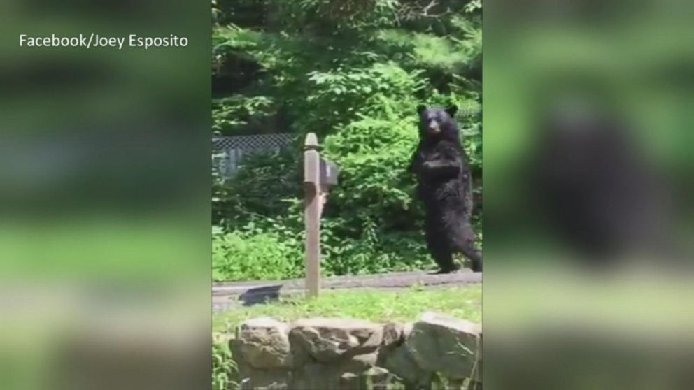 Pedals the Upright Bear Spotted Again in New Jersey Video - ABC News