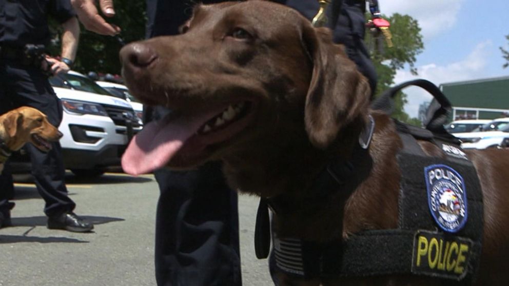 NYPD K9s: 'The Last Line of Defense' Video - ABC News