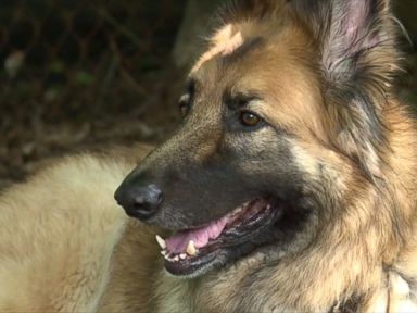 Dog named Bear pulls off home fire rescue, owner says