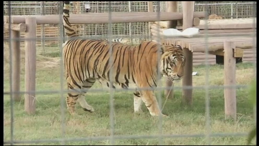 Santa Clarita Ca >> Tiger Mauls Employee in Exotic Animal Park in Oklahoma ... Santa Clarita Ca >> Tiger Mauls Employee in Exotic Animal Park in Oklahoma ...