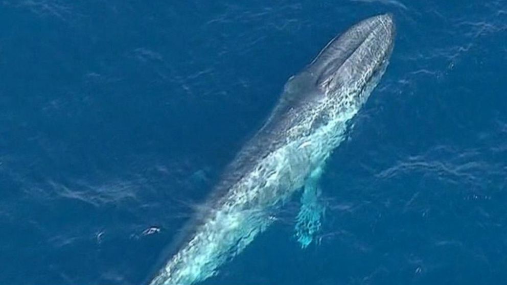 Giant Blue Whale Trapped in Fishing Line Off California Coast - ABC News