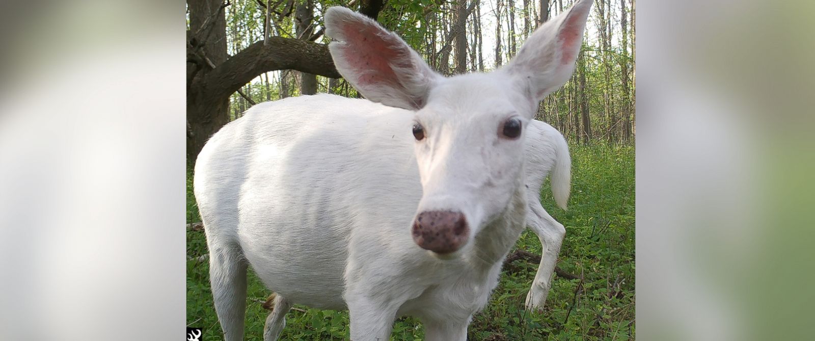 Dozens of rare white deer will be available for public viewing - ABC News