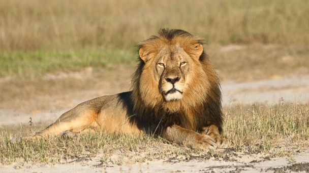 Zimbabwean Wildlife Authority: Jericho the Lion Is Alive, Not Cecil's Brother