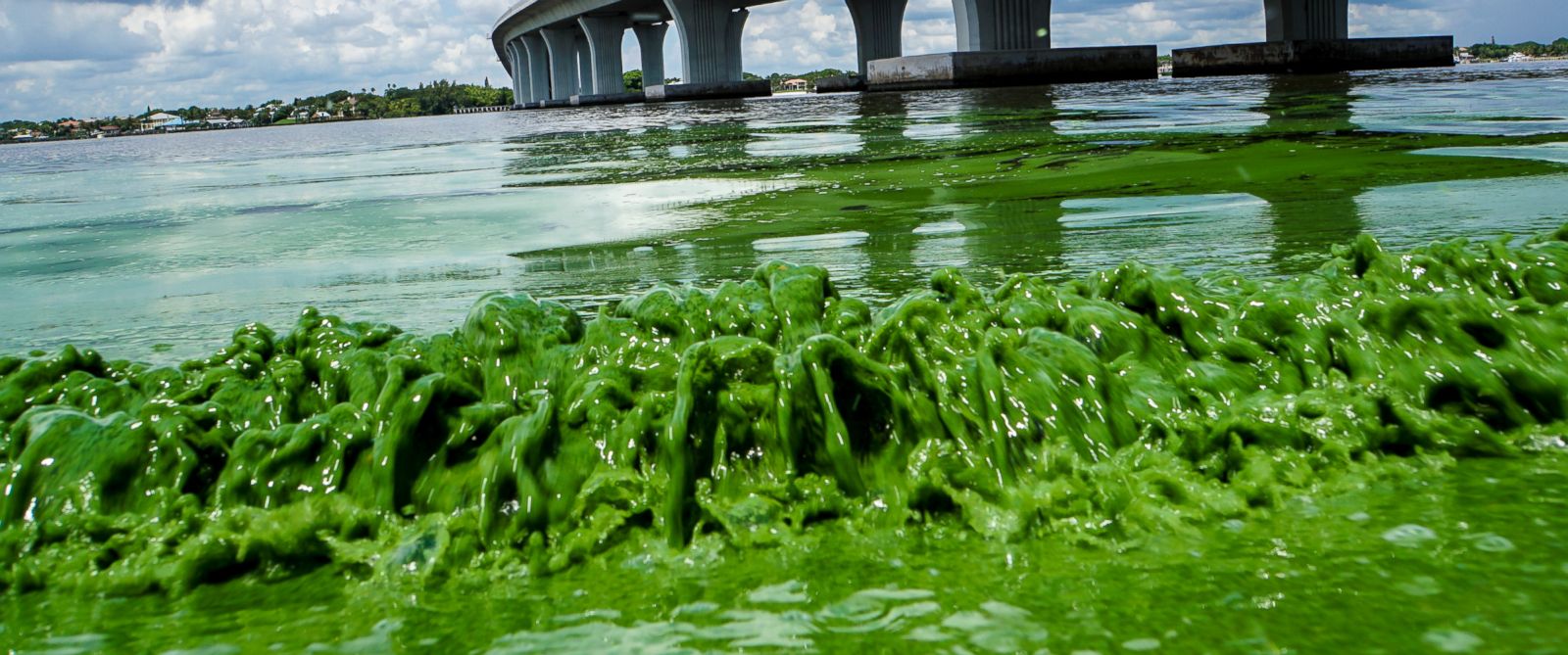 Toxic Algae Blooms Infesting Florida Beaches Are Putting a Damper on ...