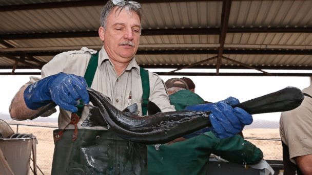 Prehistoric Paddlefish Makes Return to Texas Lake