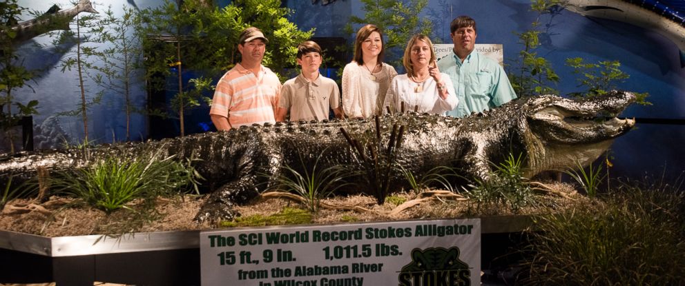 Record-Setting Alligator Makes Its Public Debut - ABC News