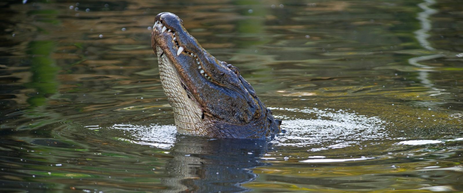 10-year-old girl in Florida pries open gator's mouth to free her leg ...