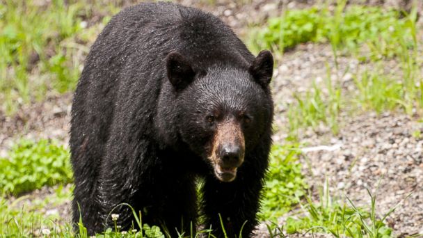 College Student Killed in Rare Bear Attack While Hiking in NJ - ABC13 ...