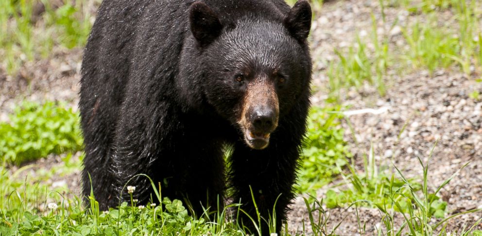 College Student Killed in Rare Bear Attack While Hiking in NJ - ABC News