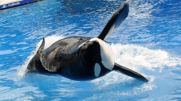 Tilikum, a SeaWorld Killer Whale Featured in 'Blackfish,' Has Died 