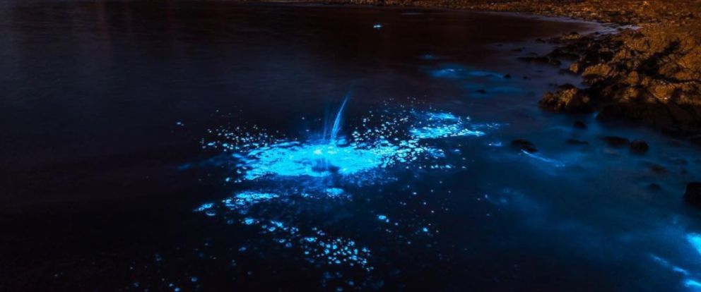 Dazzling bioluminescent event lights up Tasmanian sea - ABC News