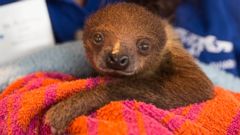 Baby Sloth Flies in Private Jet to New Home at National Aviary in ...