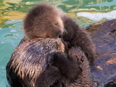 Newborn Sea Otter Pup Bonds With Mother in Adorable Photos - ABC News