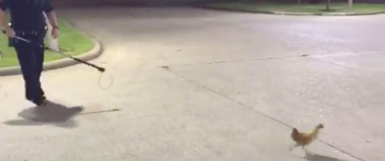 Hilarious Video Shows Texas Police Officer Chasing Chicken on the Run ...