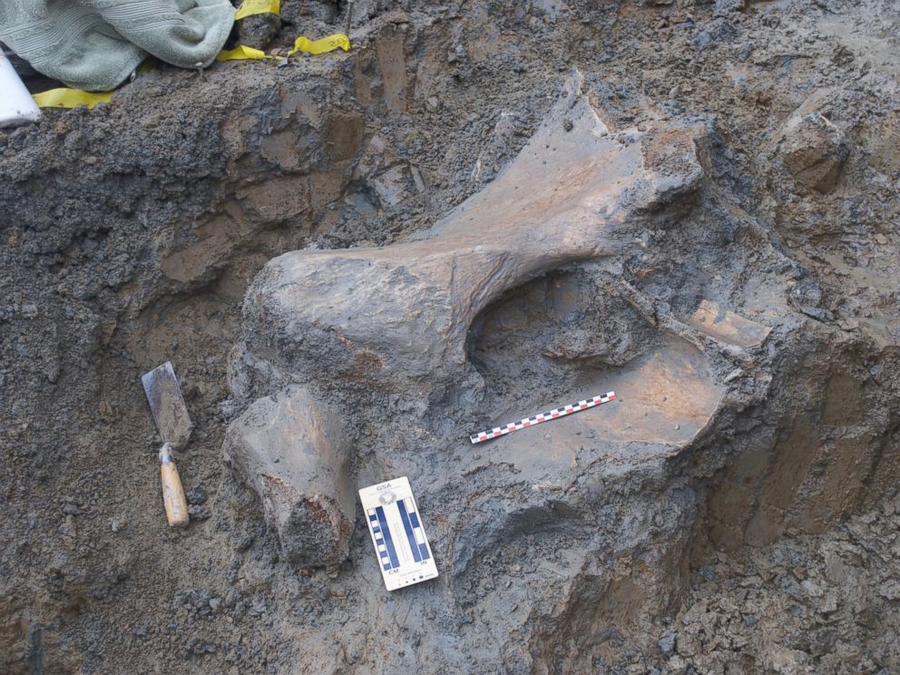 Mammoth Bones Found Under Oregon State University Football Stadium ...