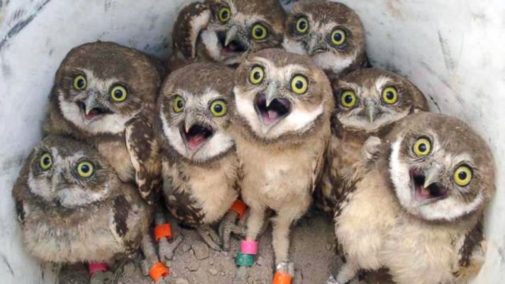 The Tale Behind the Cute Burrowing Owls That Went Viral During the ...