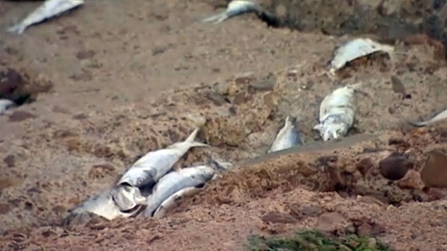 Dead Fish Wash Up on Shore in Galveston, Texas Video - ABC News