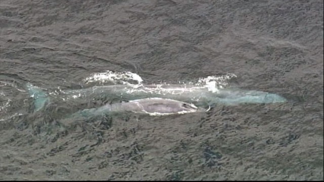 Blue Whales Spotted off Southern California Video - ABC News