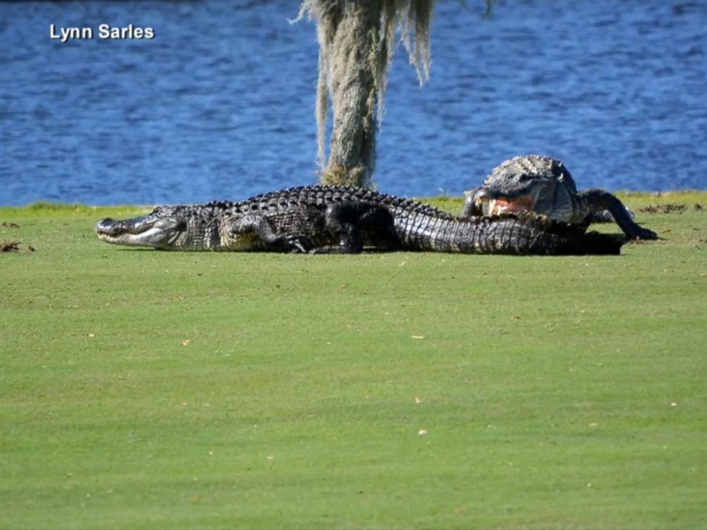 'Goliath the Gator' Stalks Another Gator Before Tackling Him - ABC News