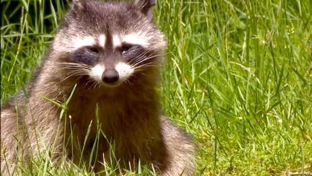 California Woman Attacked by Five Raccoons Saved by Dog Video - ABC News