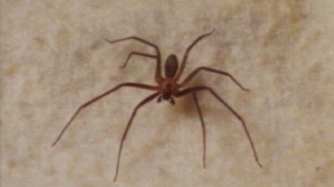 Young Brown Recluse Spider