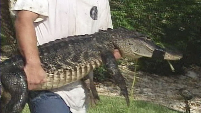 Man Rescues Dog From Gator Attack Video - ABC News