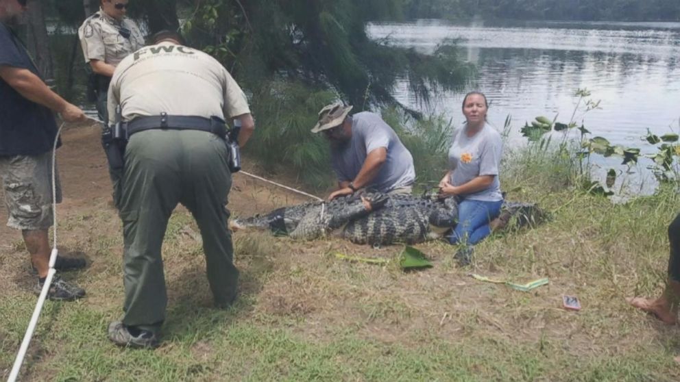Missing woman believed to have been killed by alligator  ABC7 New York