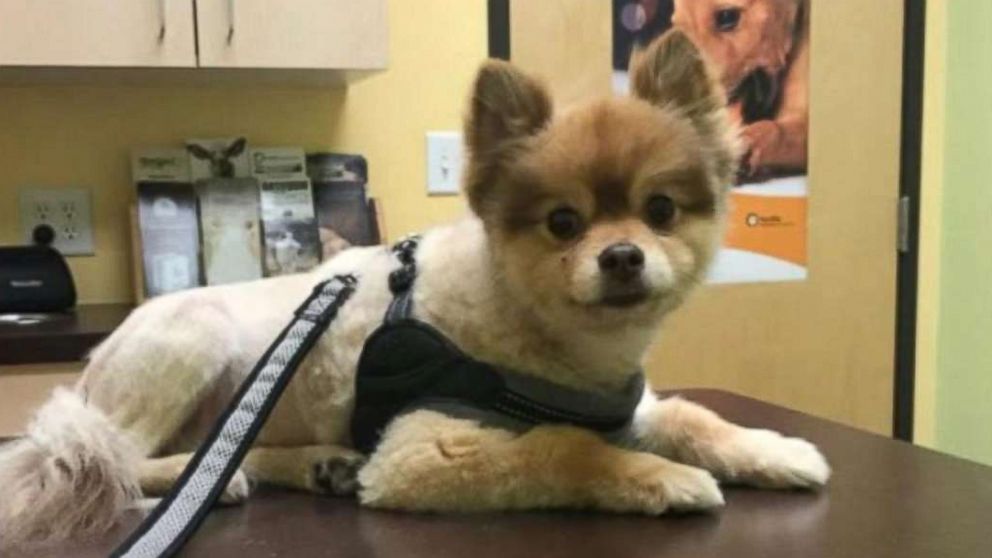 Dog found dead after cross-country flight 
