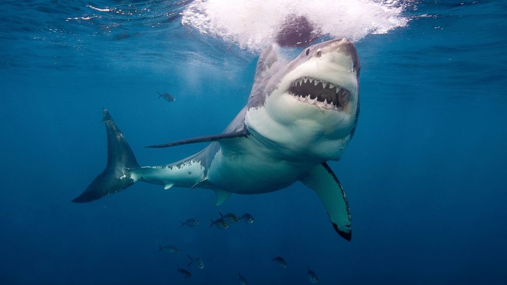 Great White Shark News, Photos and Videos - ABC News