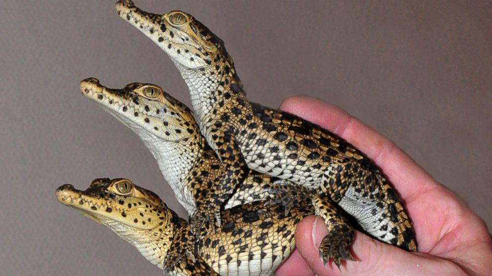 Why These Baby Crocodiles Can't Wait to Get to Cuba - ABC News