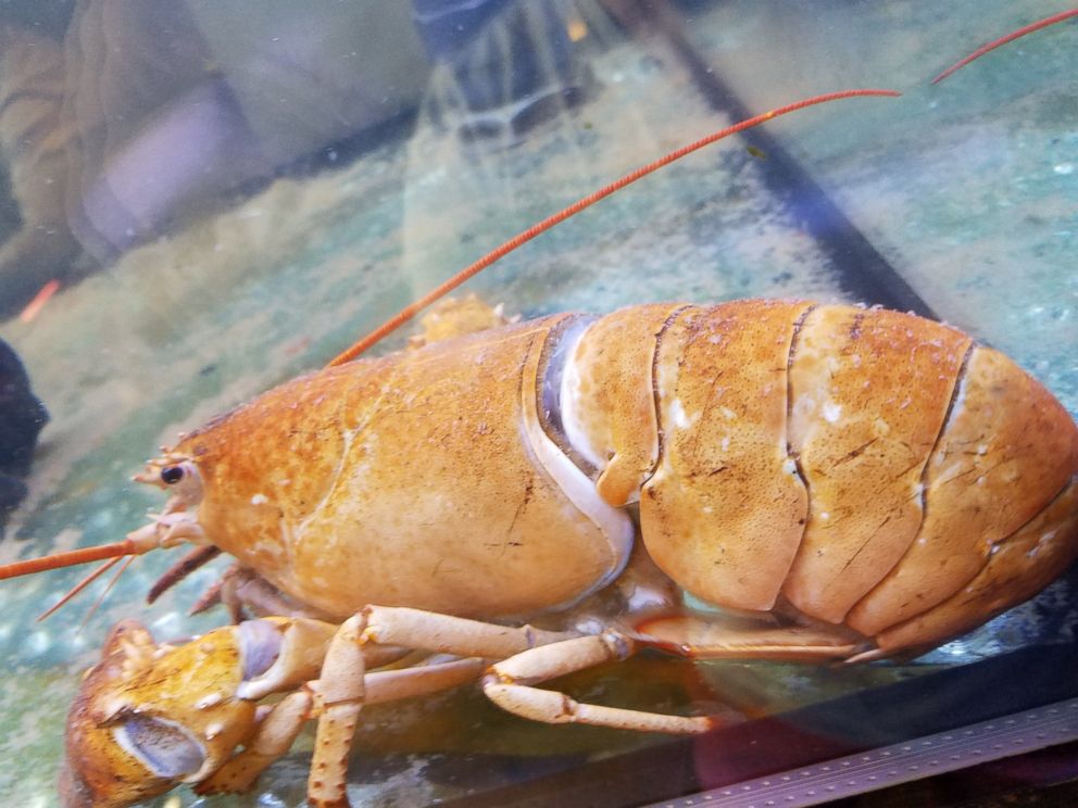 Rare Yellow Lobster Spared From Dinner Table at NYC Restaurant - ABC News