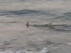 Shark Caught on Video at North Carolina Beach Where Attack Took Place ...