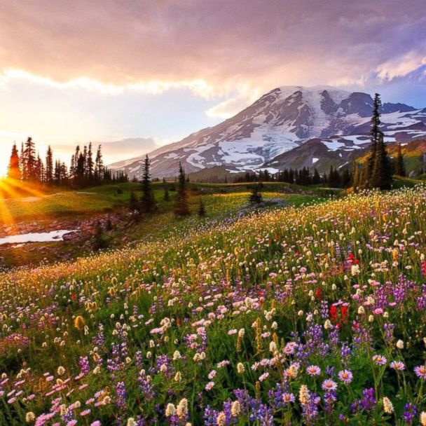 Meadow of spring wildflowers in Mt. Rainier Nat'l Park, Washington ...
