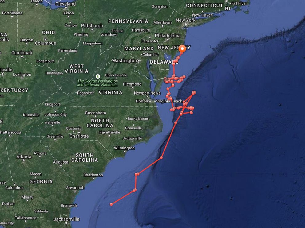 Great White Shark With Twitter Handle Tracked Along East Coast Toward ...