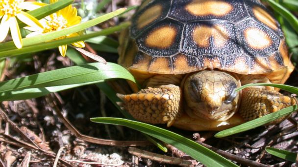 Why Floridians Are Accidentally Drowning Baby Tortoises - ABC7 San ...