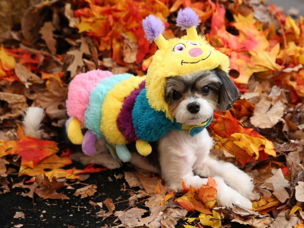 This year's top pet Halloween costume trends - ABC News