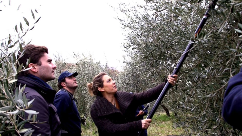 PHOTO: Ginger Zee helps harvest olive fruit on the Gonnelli family farm.