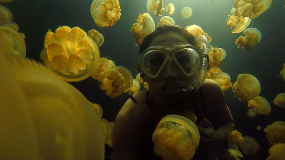 Diving With Jellyfish That Don't Sting Video - ABC News