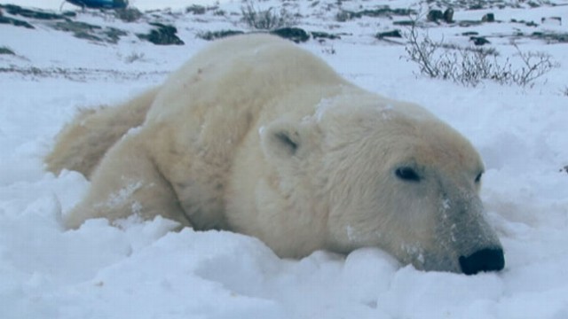 Polar Bears Suffer Due to Warmer Weather Video - ABC News